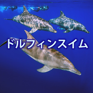 ドルフィンスイム