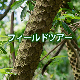 フィールドツアー